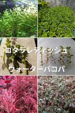 えみ様 リクエスト 2点 まとめ商品