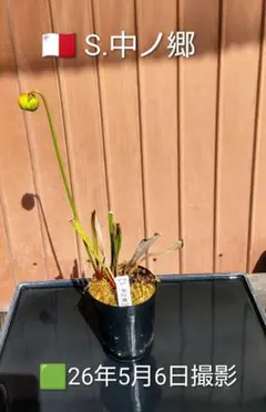 ●サラセニア　Ｓ.中之郷　 Nakanogo　食虫植物のサムネイル