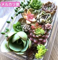 ①多肉植物♡エケベリア韓国苗詰め合せ♡セダムカット苗セット♡現品メルカリ便