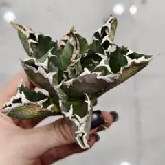 2026年最新】白豪刺 アガベの人気アイテム - メルカリ