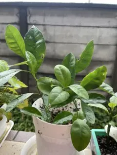 カラマンシー苗木 四季橘苗木 - メルカリ