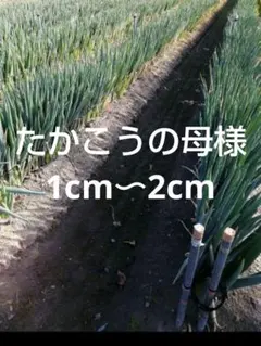 たかこうの母様専用　愛媛県産白ネギ　長ねぎ　ねぎ　野菜