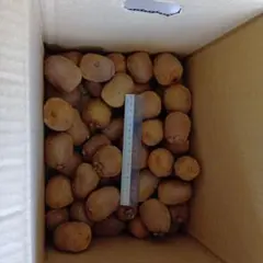 訳あり！完全無農薬　グリーンキウイ 2500g