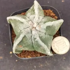 ランポー玉　実生　アストロフィツム属　サボテン