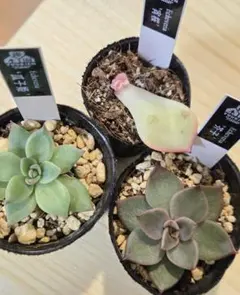 ㉜大きめ 優木園さん苗 桃くま❣️群青蓮花❣️伊弉諾❣️発根済5苗メルカリ便込 ㉜大きめ 優木園さん苗 桃くま❣️群青蓮花❣️伊弉諾❣️