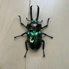 ニジイロクワガタ（グリーンピカール）　いきもの大図鑑アドバンス　昆虫　生き物