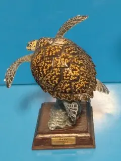 2026年最新】タイマイ＃甲羅の人気アイテム - メルカリ