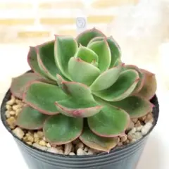 【mi 様ご確認用】グラウス ⑤ カット苗 多肉植物 6㎝ポット