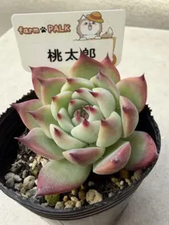 2026年最新】ファームパルクの人気アイテム - メルカリ