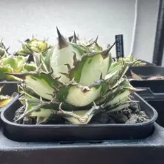 Agave FO 076 中斑 氷河のサムネイル