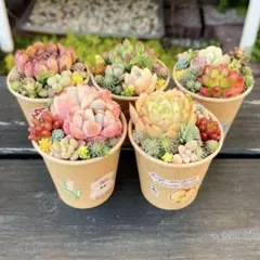 30 多肉植物の小さな寄せ植え☆そのまま飾れる☆5コセット☆期間限定・速達発送