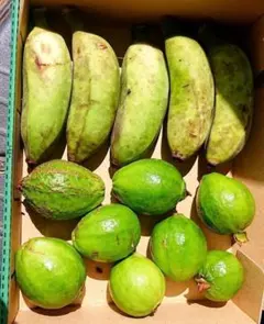 沖縄県産】新鮮 白グァバ1kg （Cửa hàng chuyên ổi） - メルカリ