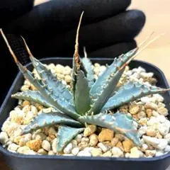 2026年最新】エボリスピナ 陽炎の人気アイテム - メルカリ