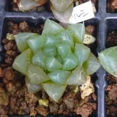 多肉植物　ハオルチア　デルシアーナ　オブツーサ