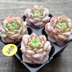 SALE❗️240多肉植物　エケベリア　レッドベルベット　抜き苗　4苗セット❣️