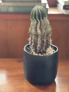 2026年最新】ゼブラホリダの人気アイテム - メルカリ