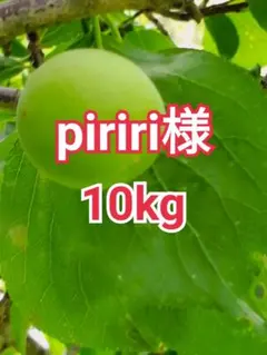 piriri様　山梨県産　新鮮　青梅　白加賀梅　10kgのサムネイル