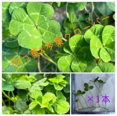 しまう様 リクエスト 2点 まとめ商品