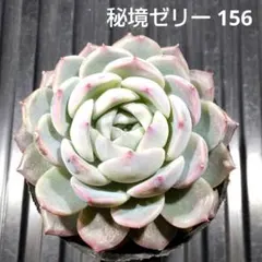 秘境ゼリー 156 エケベリア 多肉植物 抜き苗