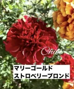 ❤️希少！マリーゴールドストロベリーブロンド 種１０➕５粒 【正規品】