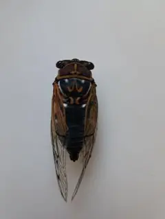 セミ標本【アカエゾゼミ】L 稀少種 昆虫標本 - メルカリ