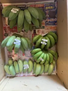 ふぃーうぃー様　専用