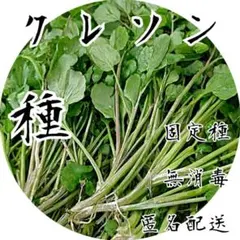 【濃い山里の恵み、ピリッと爽快】 　クレソン 　種　100粒
