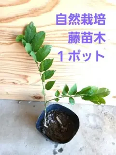 864山採りニシキギ苗 - メルカリ