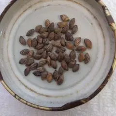 2026年最新】黒松 種の人気アイテム - メルカリ