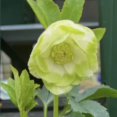 2026年最新】クリスマスローズ 利休の人気アイテム - メルカリ