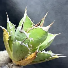 多肉植物 ガガイモ 蛮鬼角 - メルカリ