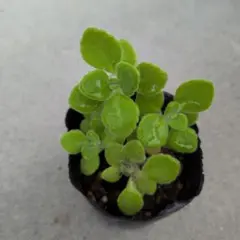 アロマティカス 苗　　ポット植え　 多肉植物 ハーブのサムネイル
