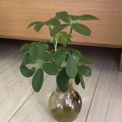 선착순 ‼️ [❤️ 관엽식물 ❤️] 카폭 셰플러 모종 수경재배