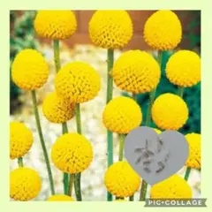 50粒　コロンと丸い愛らしい多年草✦クラスペディア✦花の種のサムネイル