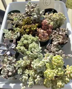 多肉植物♡ダーリーサンシャイン～ちび苗達～♡ポットごと発送のお値段^^③ 多肉植物抜き苗︎︎︎︎❤︎ダーリーサンシャイン 7.5センチ