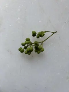 青森県産 山椒の実のサムネイル