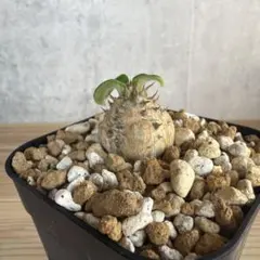 超レア！ クラシカウレ ペラルゴニウム 写真1-3枚目 多肉植物 塊根植物