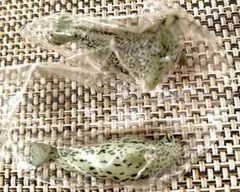 Item thumbnail for item 512164bd-5448-4130-8815-8bed5f0c4960