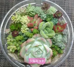 多肉植物　寄せ植えセット　カット苗　多肉弁当
