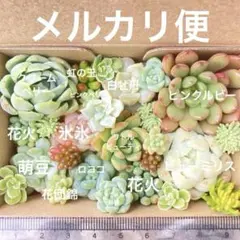 カット苗　多肉　詰め合わせ　寄せ植え　ロココ　キャラメルスプライト　パールビーンのサムネイル