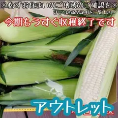 アウトレット値下げ！☆ピュアホワイトコンパクトボックス4本（白いとうもろこしのサムネイル
