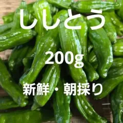 新鮮・朝採り❣️　旬のししとう　200g　ネコポスのサムネイル