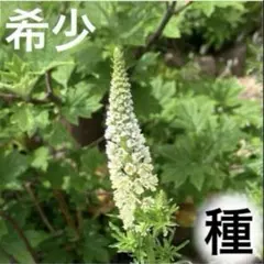 上品な花♪ 珍しい花の種 希少 レセダアルバ 種 50粒以上