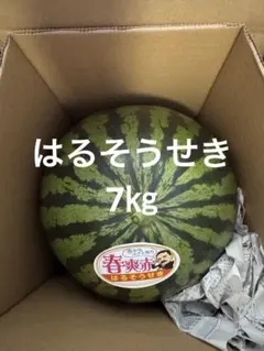 産地直送 熊本植木町スイカ【1玉入り】7kg - メルカリ