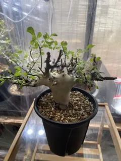 極美株/塊根植物】キフォステンマ ベティフォルメ ナローリーフ 現地球
