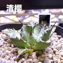 アガベチタノタ　清櫻子株付き 2026年最新】アガベ 清櫻の人気アイテム - メルカリ