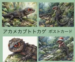 爬虫類　アカメカブトトカゲのポストカード