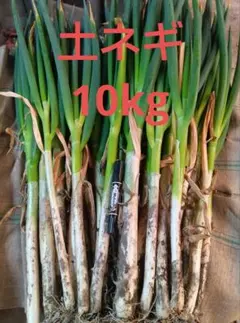鳥取県産 白ネギ「春香葱」 10kg ナンパク多め 長ネギ - メルカリ