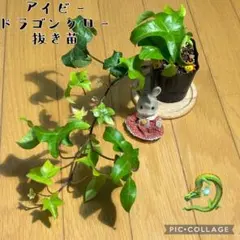 クゥモ様 リクエスト 3点 まとめ商品