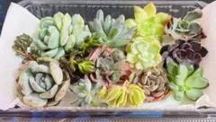 多肉植物　エケベリア　韓国苗　カット苗　寄せ植えセット　詰め合わせ　ワンコイン